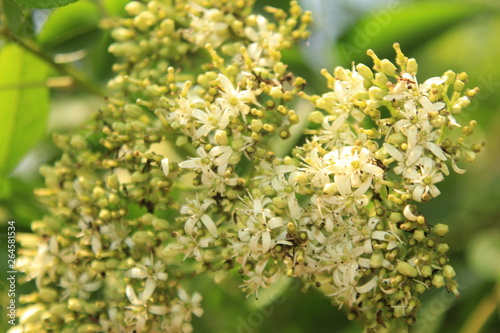 Close up of white tiny curry tree flowers. curry tree (Murraya koenigii) also known as sweet neem or kadi patta or curry vepila, is a tropical to sub-tropical tree in the family Rutaceae . India