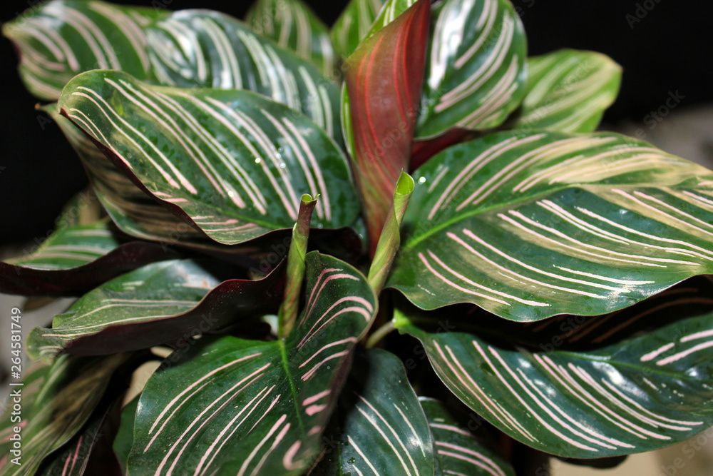 Obraz premium calathea ornata