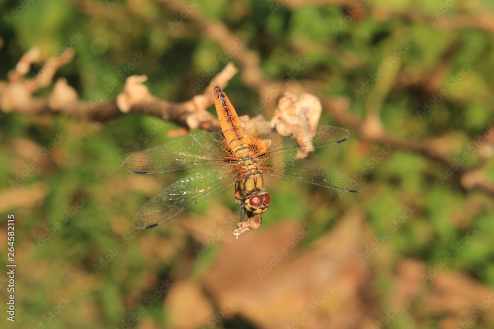 Macro shots, dragonfly Showing of eyes and wings detail. Dragonfly in the nature habitat using as a background or wallpaper.Adult dragonflies are characterized by large, multifaceted eyes