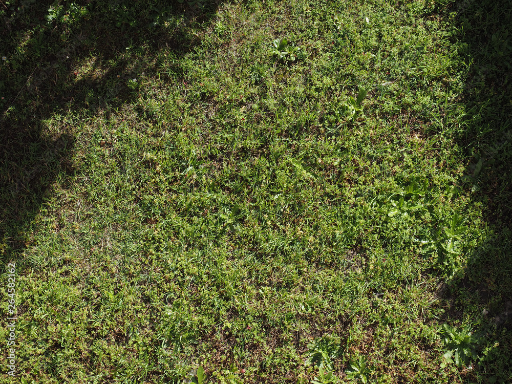 green meadow background - shadow and sunny spot