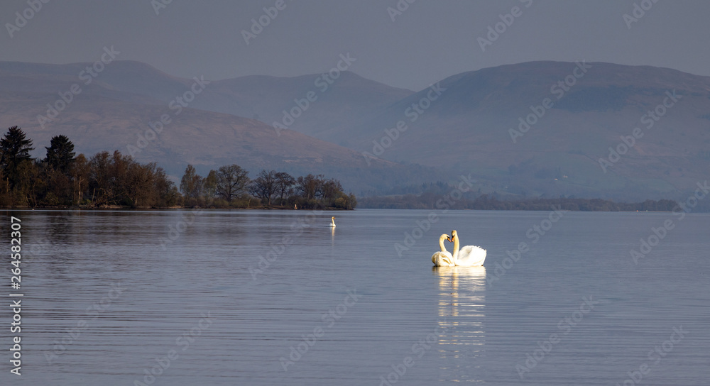 loch Lomond swans