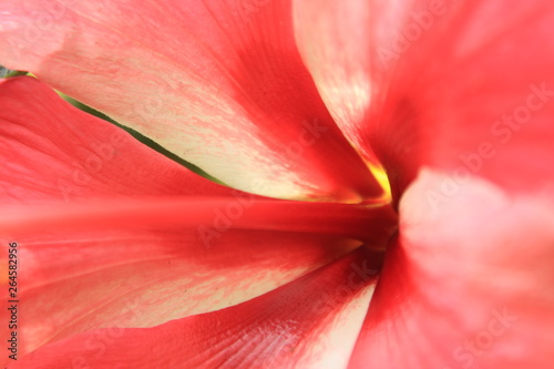 Extreme close up shot of pink flower,Full screen flower. macro photo