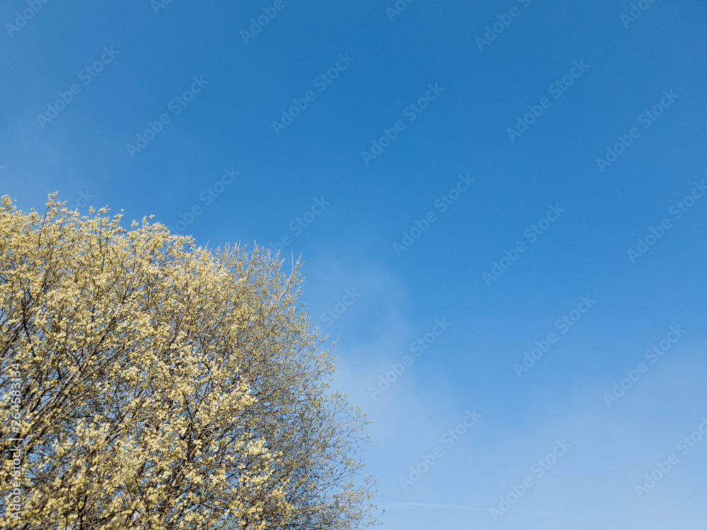 Blooming tree in spring against the blue sky. Blooming tree in spring against the blue sky.