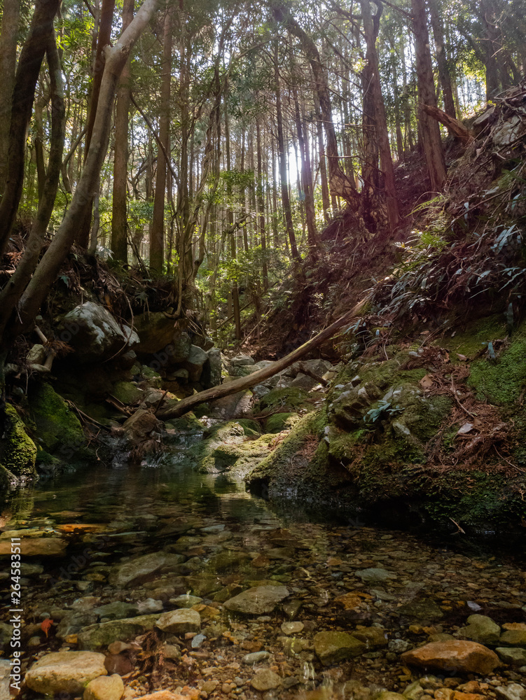 森の川 Forest river nagasaki kamigoto 森の川 Forest river nagasaki kamigoto