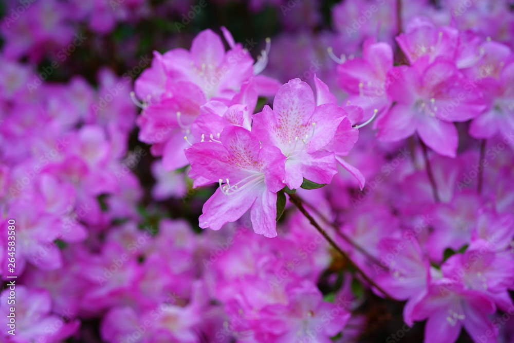 Pink azalea flower bush in the spring garden Pink azalea flower bush in the spring garden