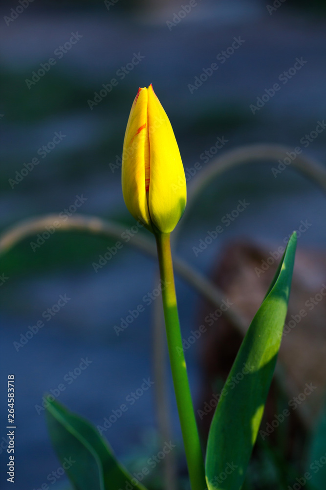One yellow tulip in the garden