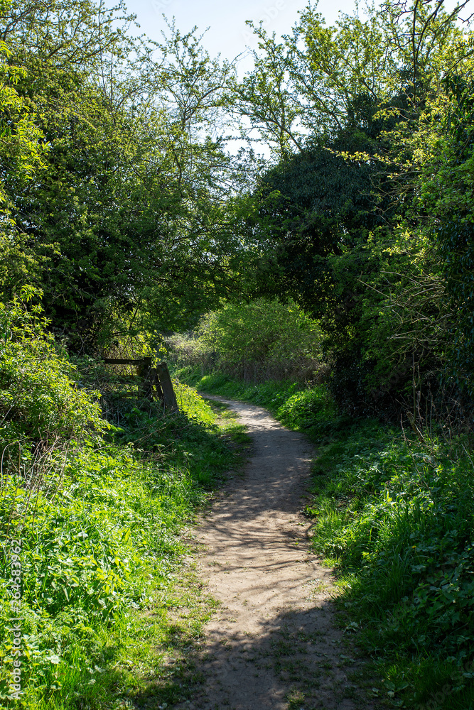 Path in countryside through hedgerow