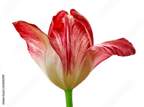 red yellow tulip flower isolated on a white background with clipping path. Close-up. Flower bud on a green stem.