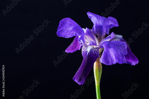 Blue iris flower head on a black background