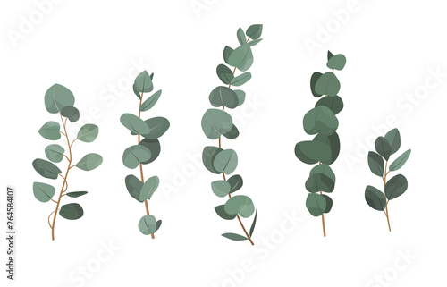 Set of eucalyptus branches isolated on white background.