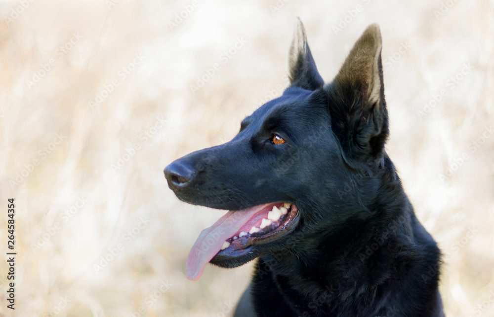 Black Girl - German Shepherd Dog - Profile Portrait