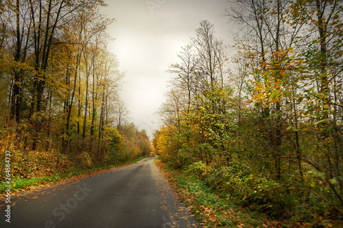 Forest with road and bright sun shining through the trees 