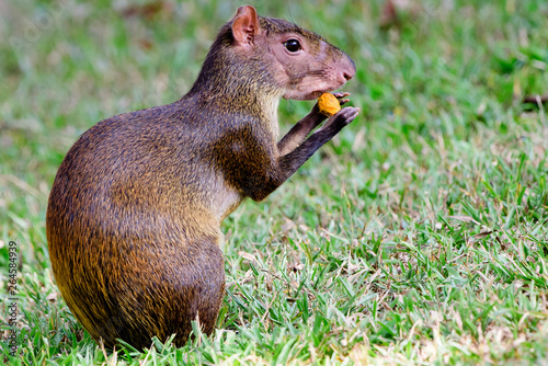 Agouti feasting on a nut photo