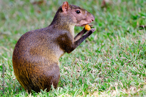 фотографія Agouti feasting on a nut