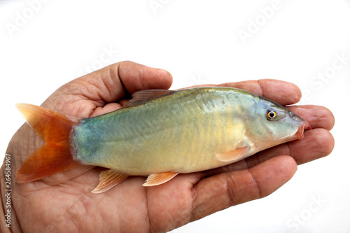Fototapeta Naklejka Na Ścianę i Meble -  Blue Botia in hand isolated on white background ,Freshwater fish