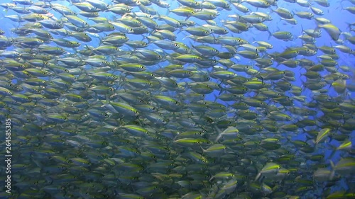 Huge school of Scad fish at Sail Rock , Koh Tao photo