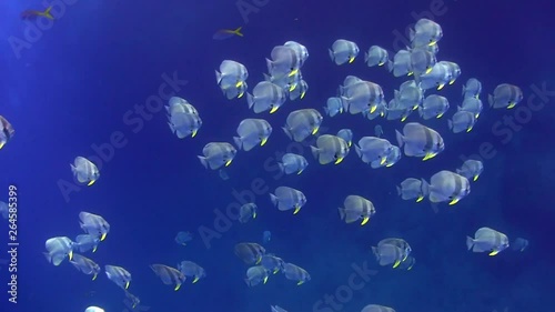 Huge School of Batfish at Sail Rock, Koh Tao photo