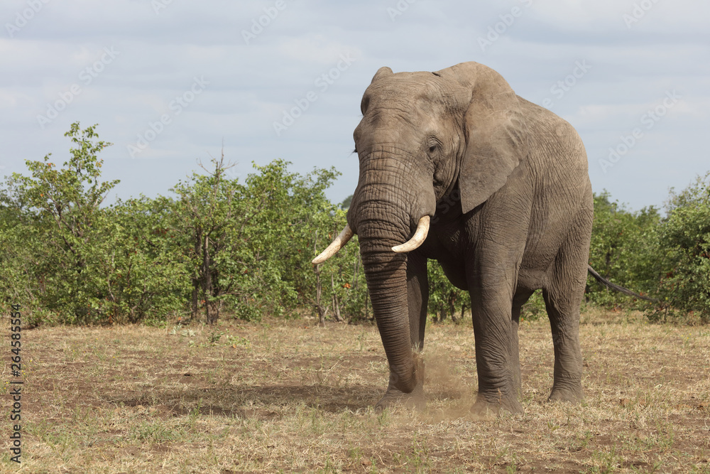 Obraz premium Słoń afrykański / słoń afrykański / Loxodonta africana