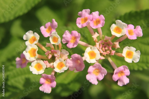 Pink lantana camara flowers in nature.Lantana camara is a species of flowering plant within the verbena family  Verbenaceae   native to the American tropics.