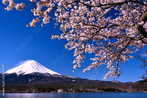 富士山と河口湖の桜 © Goryu