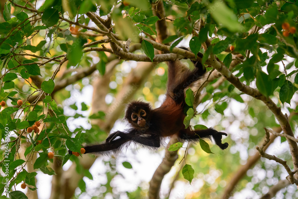 Curious baby spider monkey watching intently Curious baby spider monkey watching intently