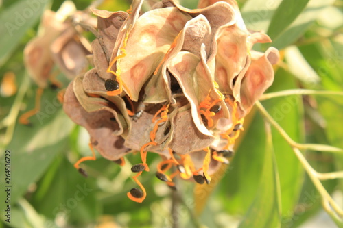  Acacia auriculiformis fruit and seeds,commonly known as auri, earleaf acacia, earpod wattle, northern black wattle, Papuan wattle, and tan wattle, akashmoni. photo