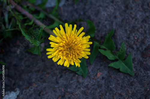 Blooming dandelion sprouted through the asphalt