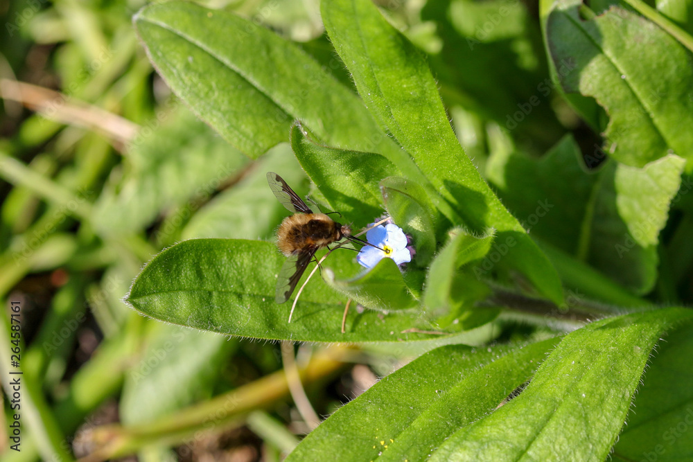 A bee fly, hovers and takes nectar from an early spring flower. A bee fly, hovers and takes nectar from an early spring flower.