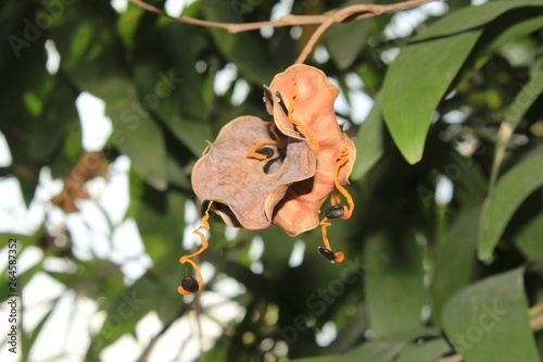  Acacia auriculiformis fruit and seeds,commonly known as auri, earleaf acacia, earpod wattle, northern black wattle, Papuan wattle, and tan wattle, akashmoni.