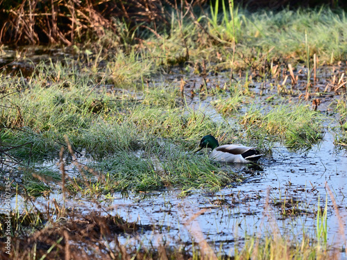 Duck floating on the surface of a marshy lake.