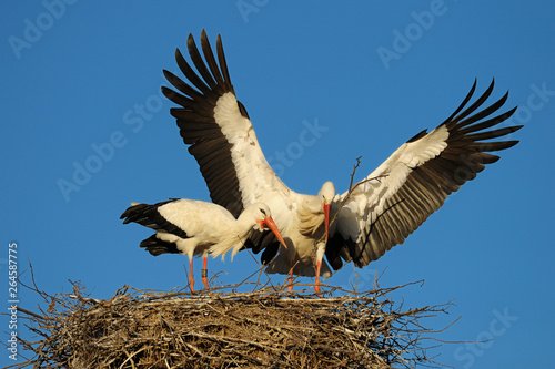 Flying white stork with nesting material, Germany photo