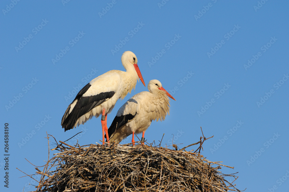 Fototapeta premium White storks (Ciconia ciconia) on nest, Germany, Europe