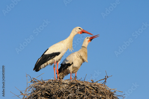 White storks (Ciconia ciconia) on nest, Germany, Europe