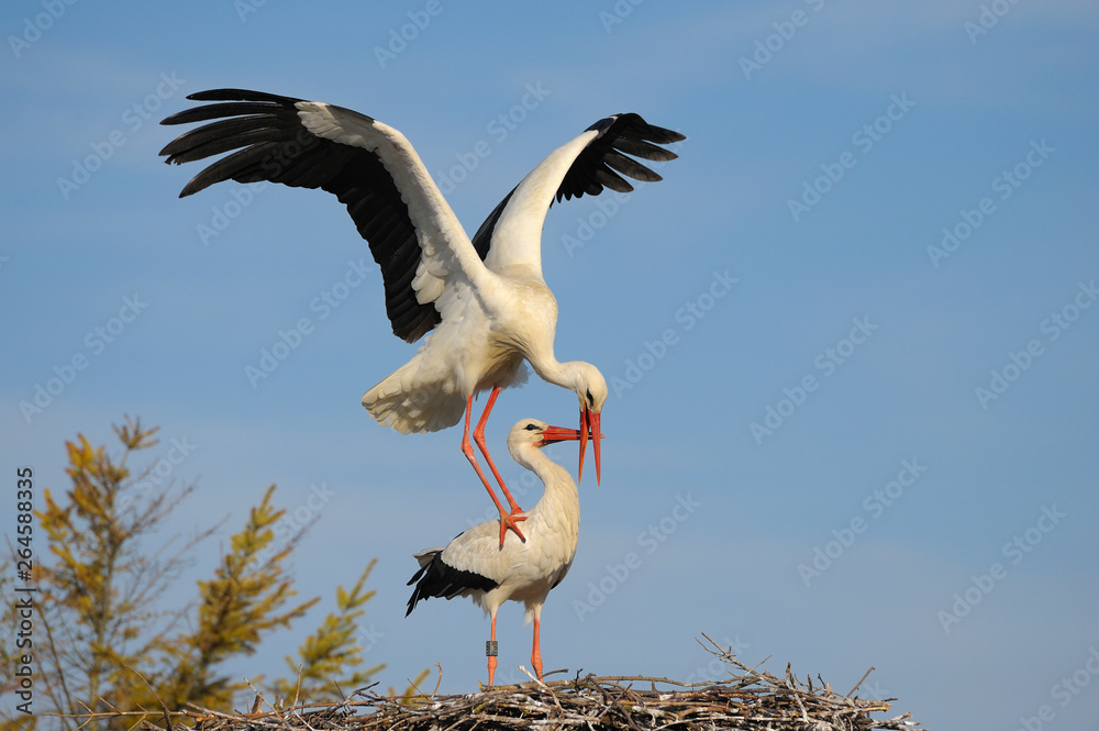 Obraz premium White storks (Ciconia ciconia) on nest, Germany, Europe