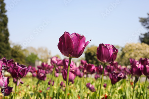 Bright Sunny Day in April with Tulips Field in Magnificent Magenta Color. Concept: Springtime.