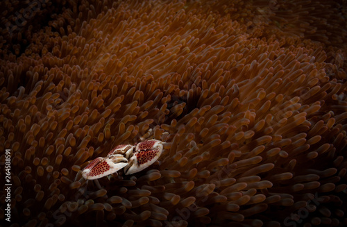 Porcelain crab (Lissoporcellana sp) hides in an anenome, Lembeh Straits, North Sulawesi, Indonesia photo