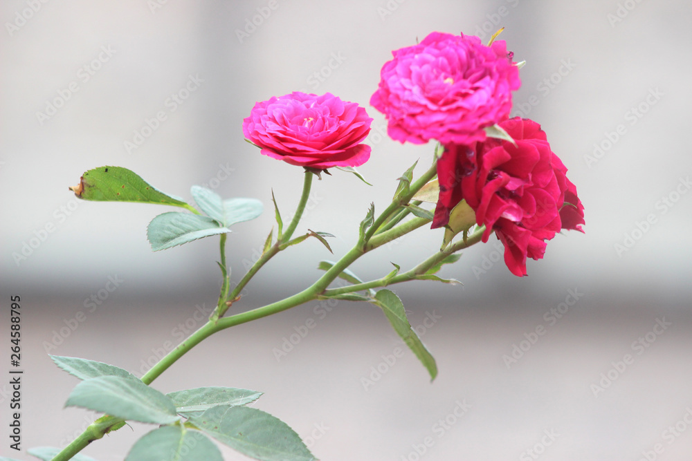 Fototapeta premium Flowers