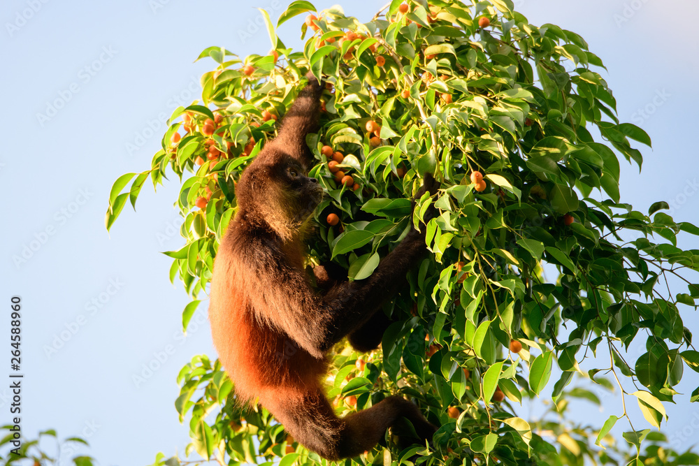 Obraz premium Spider monkey in the trres