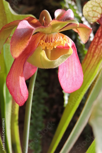 A close-up of a pink sarracenia flower, anthers, pollen, an umbrella shaped style, petals and pitcher leaves photo