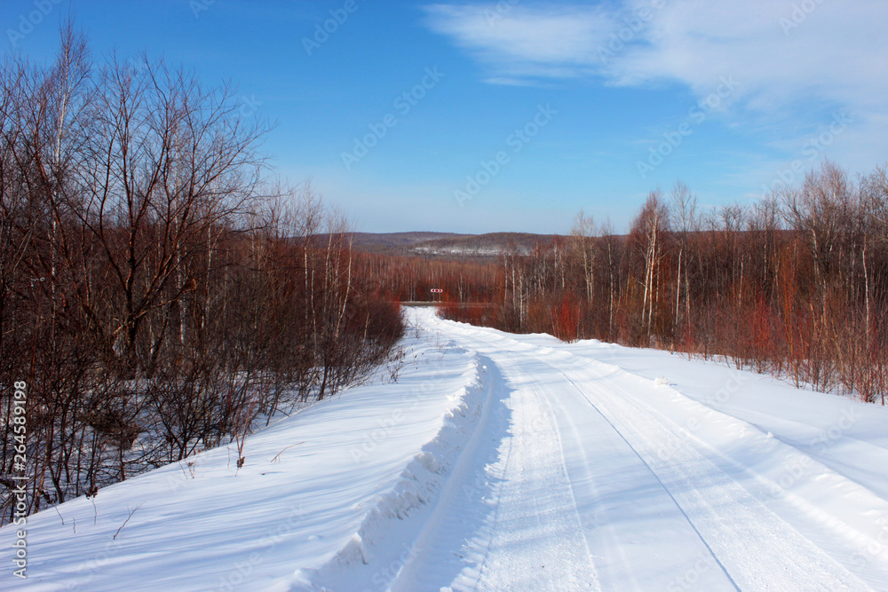 snowy road in winter forest