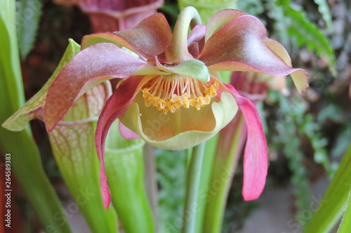 A close-up of a pink sarracenia flower, anthers, pollen, an umbrella shaped style, petals and pitcher leaves photo