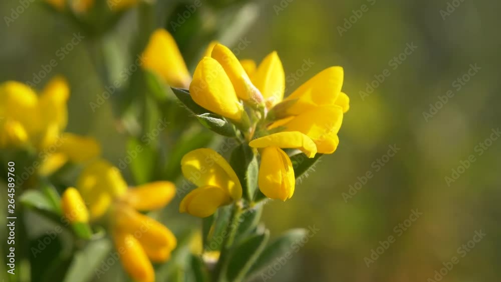 Coronilla flowers moving slightly with the breeze, Close-up shot Coronilla flowers moving slightly with the breeze, Close-up shot