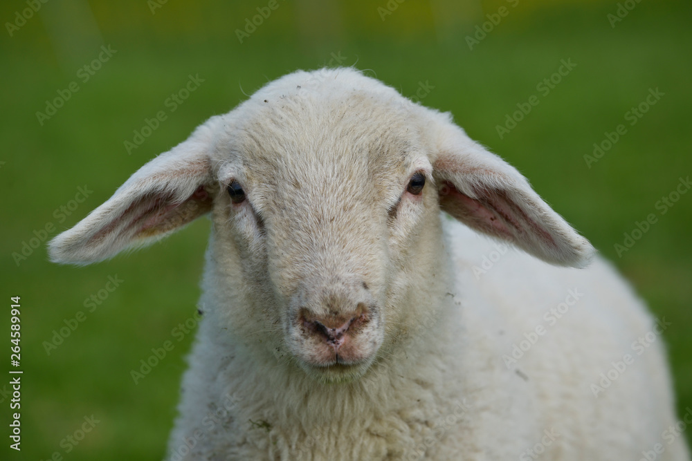 Obraz premium portrait of a lamb