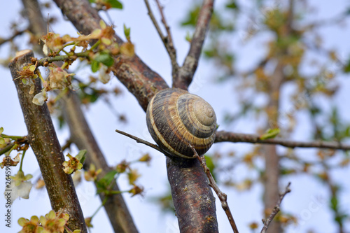 Snail shell on the tree in the garden