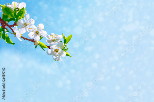 Blossoming branch cherry