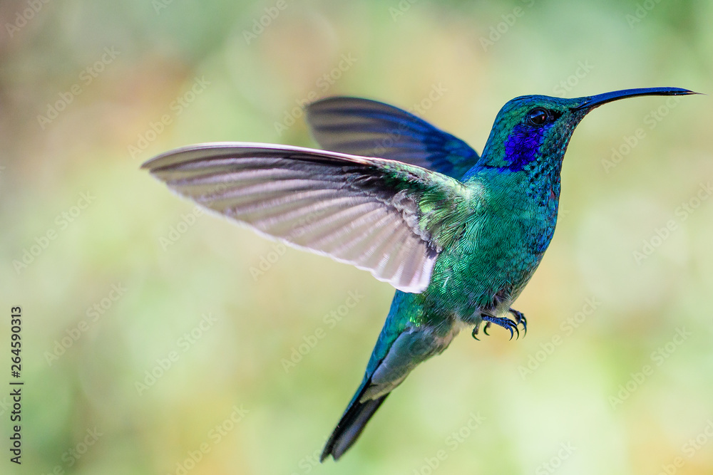 Obraz premium Green Violetear in flight