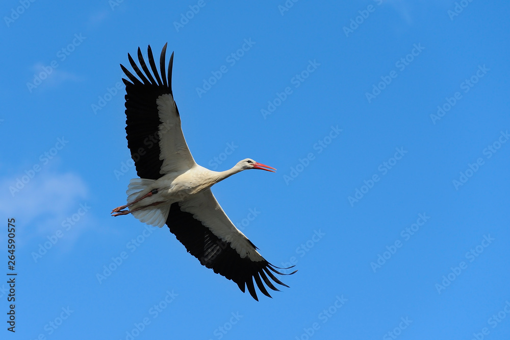 Naklejka premium Flying White Stork (Ciconia ciconia), Germany, Europe