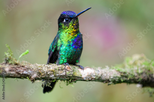 Fiery throated hummingbird resting on a branch