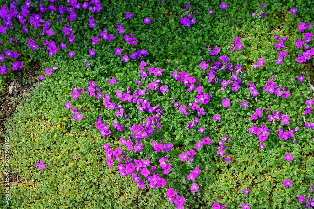 Fototapeta premium Flowers of purple rock cress (Aubrieta deltoidea) growing on a rock