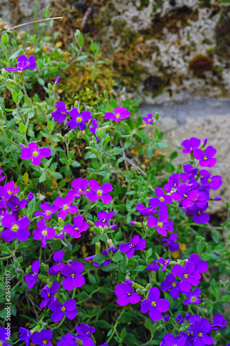 Flowers of purple rock cress (Aubrieta deltoidea) growing on a rock